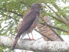 Accipiter rufitorques