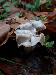 Helvella crispa