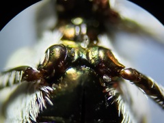 Habroscelimorpha dorsalis saulcyi
