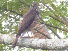 Accipiter rufitorques