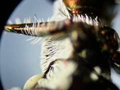 Habroscelimorpha dorsalis saulcyi