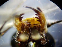 Habroscelimorpha dorsalis saulcyi