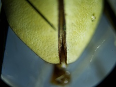 Habroscelimorpha dorsalis saulcyi