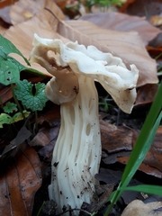 Helvella crispa