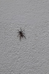 Paratrochosina amica
