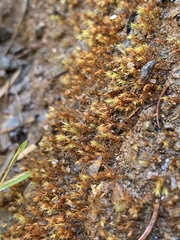 Dicranella rufescens