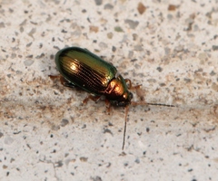 Crepidodera plutus