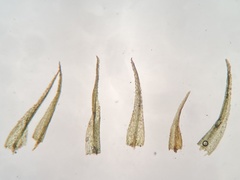 Dicranella rufescens