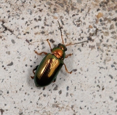 Crepidodera plutus