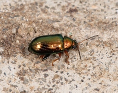 Crepidodera plutus