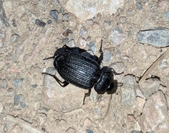 Licinus punctatulus