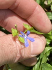 Lobelia quadrangularis