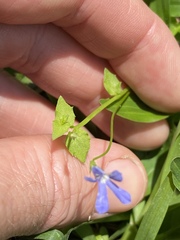 Lobelia quadrangularis