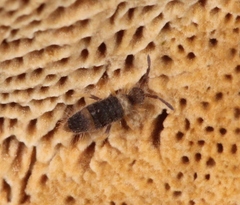 Entomobrya albocincta