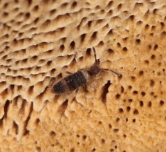 Entomobrya albocincta