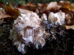 Hericium cirrhatum