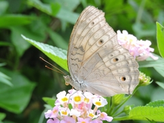 Junonia atlites