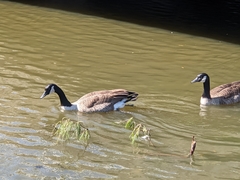 Branta canadensis