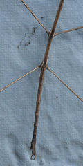 Pseudosermyle straminea