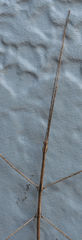 Pseudosermyle straminea
