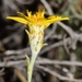 Thymophylla tephroleuca - Photo (c) Joey Santore, algunos derechos reservados (CC BY-NC), subido por Joey Santore