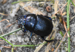 Anoplotrupes stercorosus