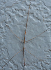 Pseudosermyle straminea