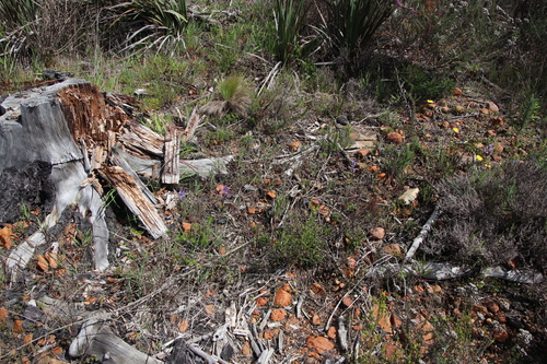 Image of Lachenalia glaucina by (c) Tony Rebelo, some rights reserved (CC BY-SA)
