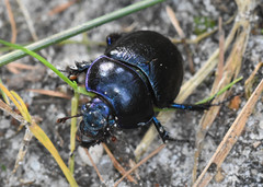Anoplotrupes stercorosus