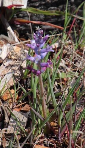 Lachenalia glaucina