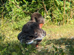 Anser anser domesticus