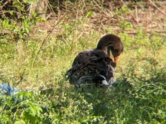 Anser anser domesticus