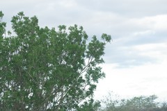 Ptaeroxylon