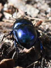 Trypocopris vernalis