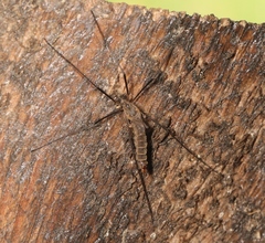 Tipula pagana