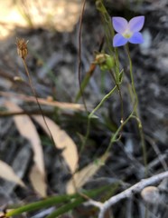 Wahlenbergia gracilenta