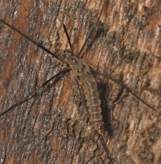 Tipula pagana