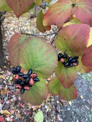 Viburnum carlesii