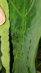 Tarophagus colocasiae