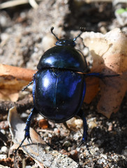 Trypocopris vernalis