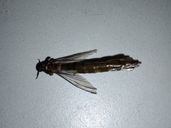 Lymexylidae