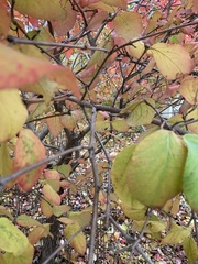 Viburnum carlesii