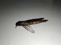 Lymexylidae