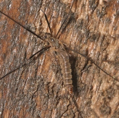 Tipula pagana