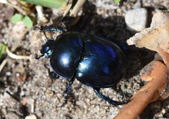 Trypocopris vernalis