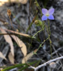 Wahlenbergia gracilenta