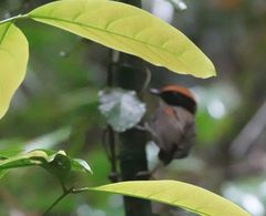 Conopophaga melanops