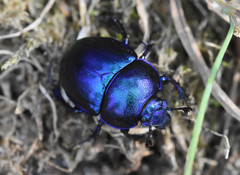 Trypocopris vernalis