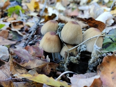 Fungi