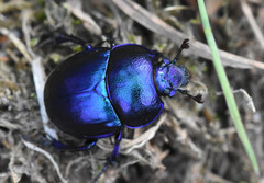 Trypocopris vernalis